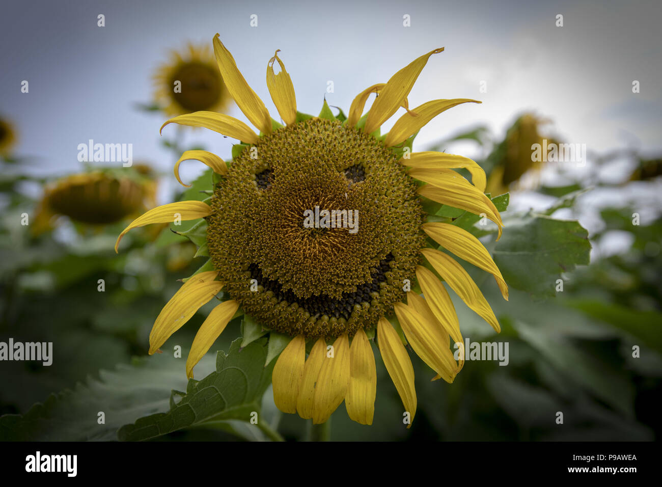 Poolesville, Maryland, USA. Am 15. Juli 2018. Eine Sonnenblume sporting ein Lächeln ist in einem wilden Sonnenblumenfeld in der Mc Kee-Beshers Wildlife Management Area gesehen. Credit: Alex Edelman/ZUMA Draht/Alamy leben Nachrichten Stockfoto