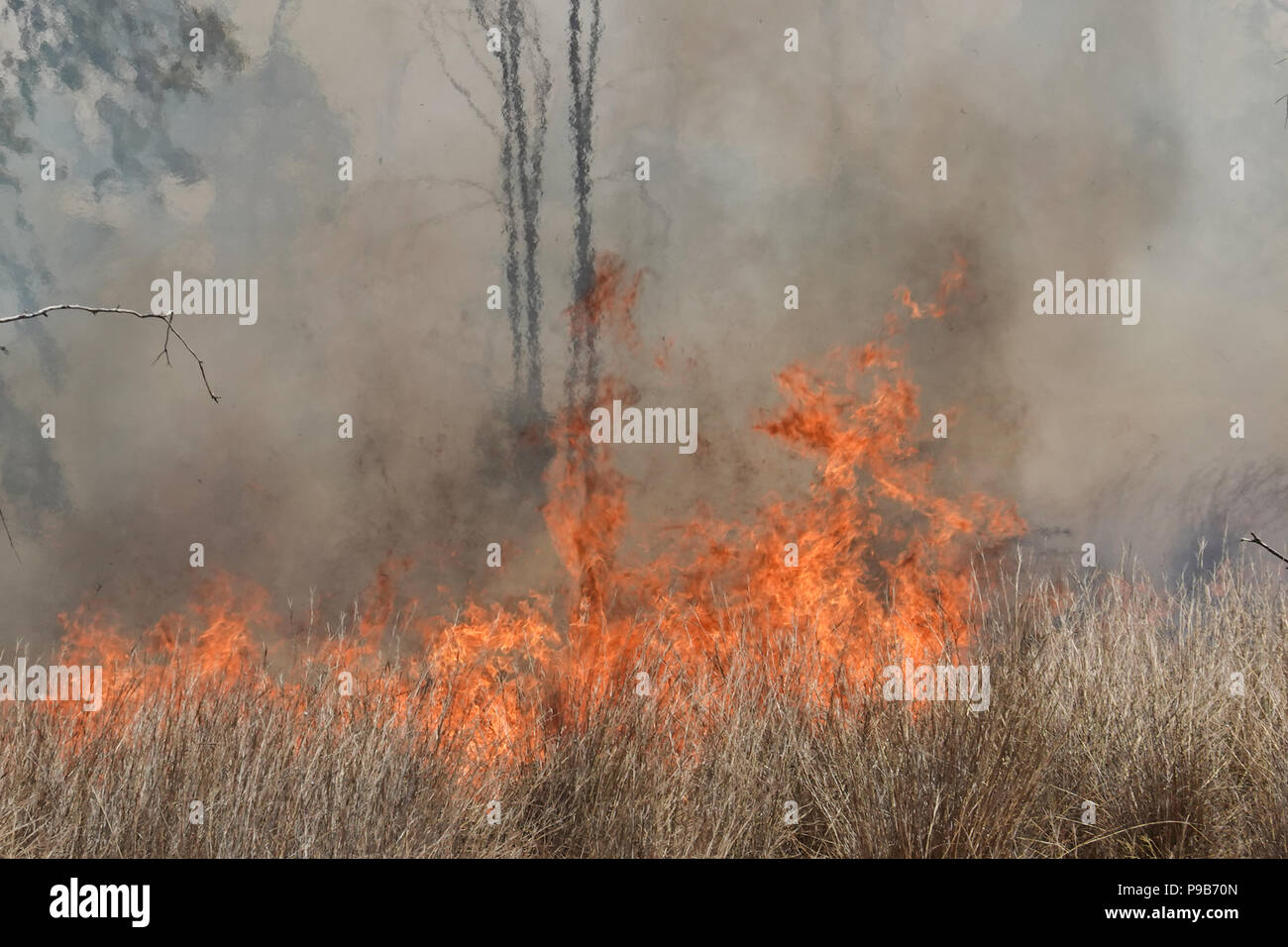 Eshkol Regionalrat, Israel. 17. Juli 2018. Feuerwehrmänner, KKL Förster und IDF-Soldaten kämpfen Seite an Seite ein Waldbrand westlich des Kibbuz Beeri zu löschen, in der eshkol Regional Council, in der Nähe des Gazastreifens, von Brandbomben und Sprengstoffen durch herumfliegende Kites oder Helium geliefert entzündet gefüllte Ballone aus dem Gazastreifen in Israel. Mehr als 50 Quadratkilometer des landwirtschaftlichen Feldern und Wald Land in Flammen in einer Welle von palästinensischen Brandstiftung Terrorismus, jetzt in seiner vierten Monat eingestellt wurde. Credit: Nir Alon/Alamy leben Nachrichten Stockfoto