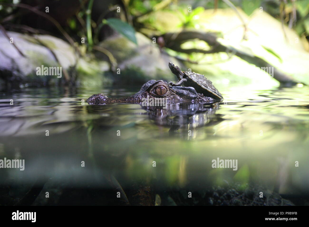 Versenkt Kaiman mit Kopf aus dem Wasser mit einer Schildkröte sitzt auf seinem Kopf Stockfoto
