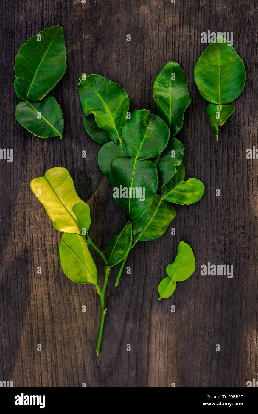 Frische Kaffernlimette Blätter von oben auf Holztisch. Stockfoto