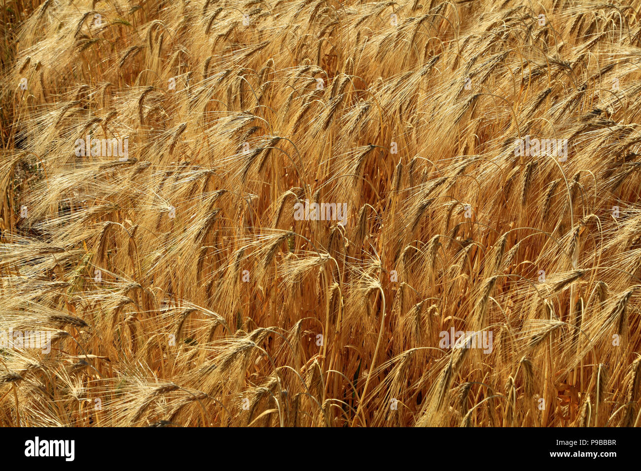 Gerste, detail, lange Bärte, bärtig, gefiederten, Samen, Nahaufnahme, Feld, Getreide Getreide, Landwirtschaft. Stockfoto