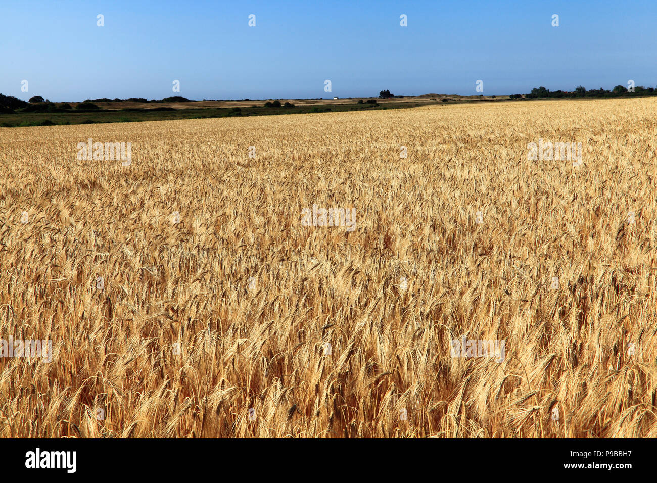 Bereich der Gerste, Landwirtschaft, Getreide, Ernte, Holme neben dem Meer, Norfolk, England, Großbritannien Stockfoto