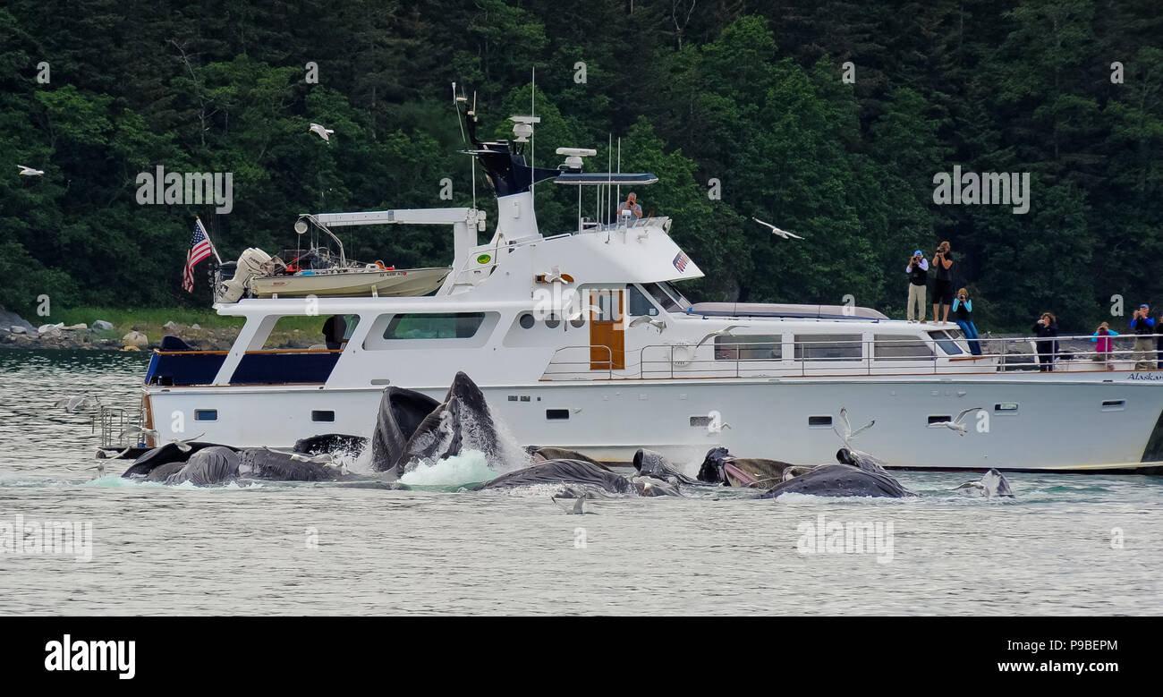 Whale Watching Juneau, Alaska. Angeln bubble net Wale, Buckelwale Bubble Netz Stockfoto