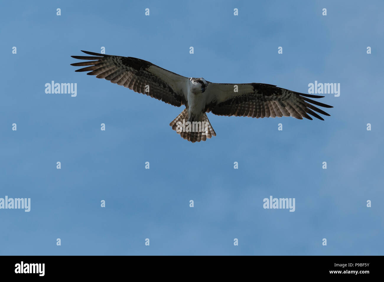 Osprey Segelfliegen in Flug. Oregon, Ashland, Emigrant See, Sommer Stockfoto