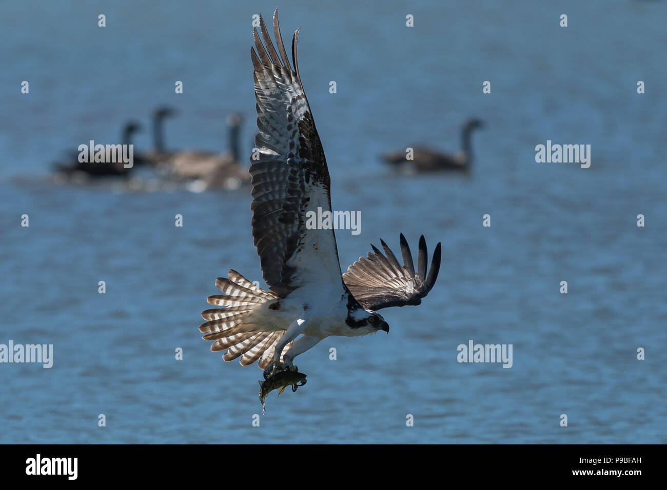 Osprey fängt einen Fisch. Oregon, Ashland, Emigrant See, Sommer Stockfoto