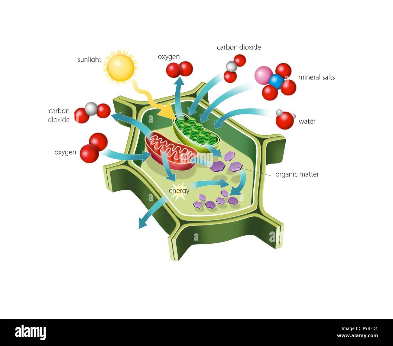 Beziehung zwischen Photosynthese und Zellatmung. Stockfoto