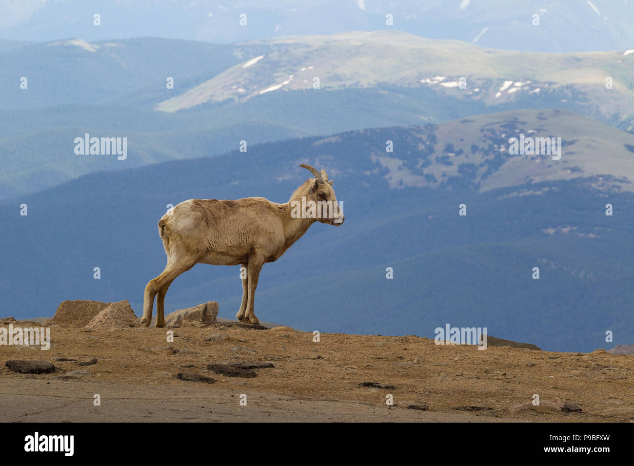 Bighorn Schafe auf Mount Evans, Colorado Stockfoto