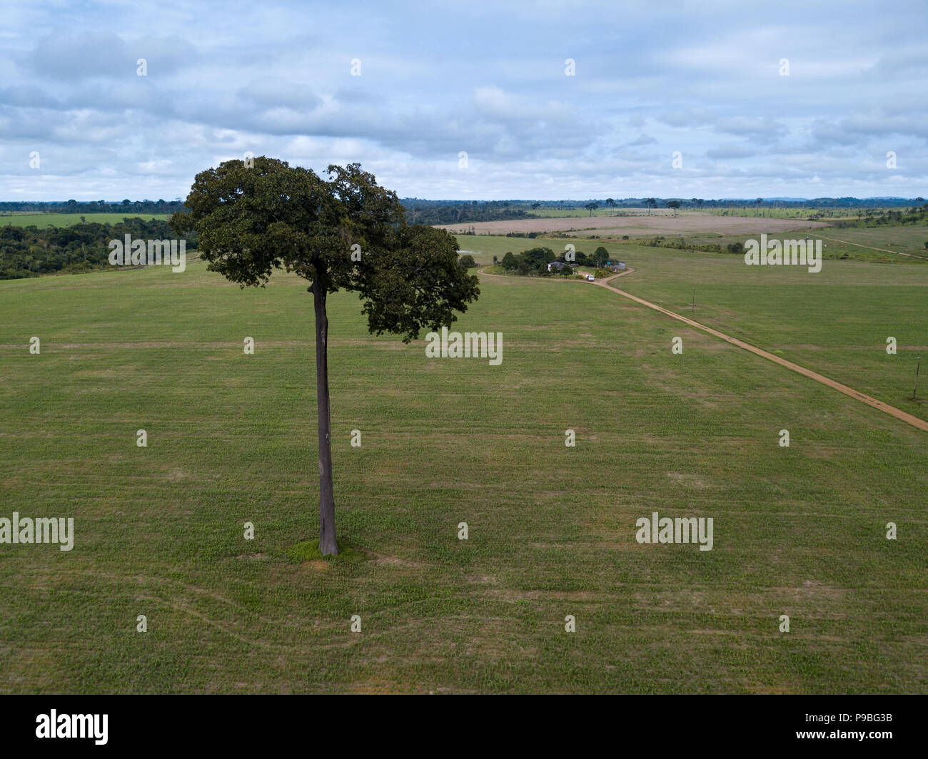 Pará, Brasilien. Ein Brasilien Nuss, gesetzlich geschützt, bleibt stehen in Farm Plantage im Amazonas. Stockfoto