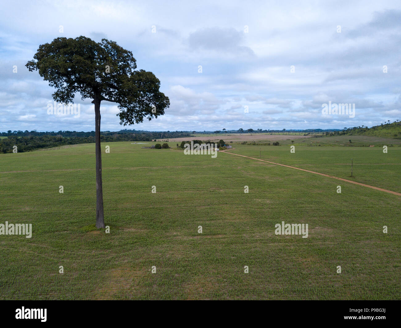 Pará, Brasilien. Ein Brasilien Nuss, gesetzlich geschützt, bleibt stehen in Farm Plantage im Amazonas. Stockfoto