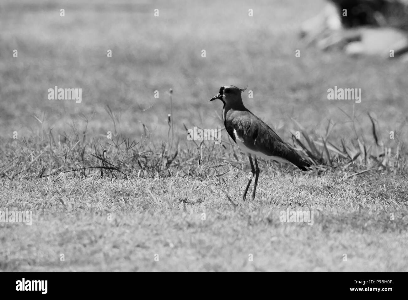 Vögel und Hunde, im Freien Stockfoto