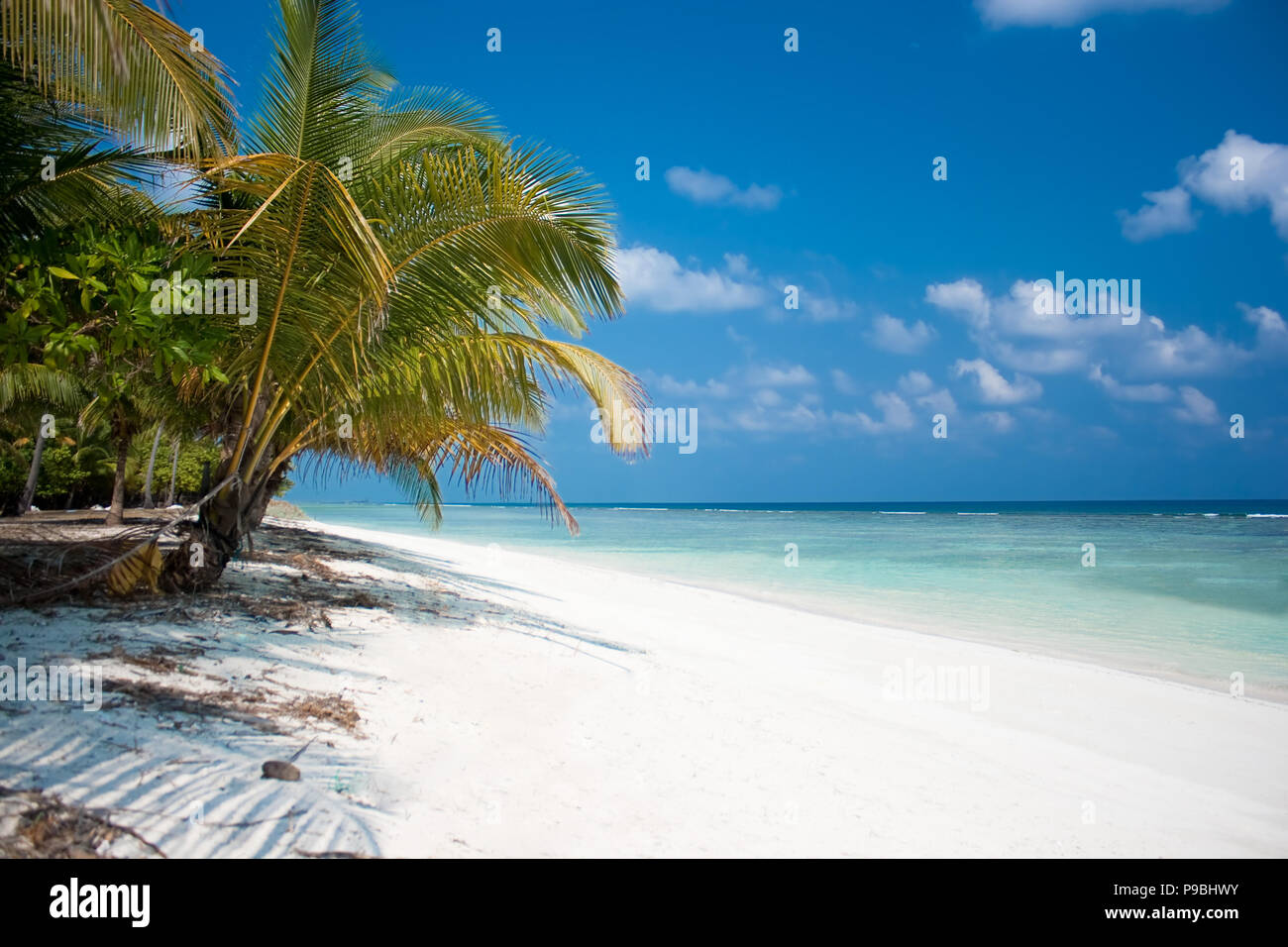 Insel Paradies - Palmen über einem weißen Sandstrand mit türkisfarbenem Wasser und weißen Wolken vor blauem Himmel hängenden Stockfoto