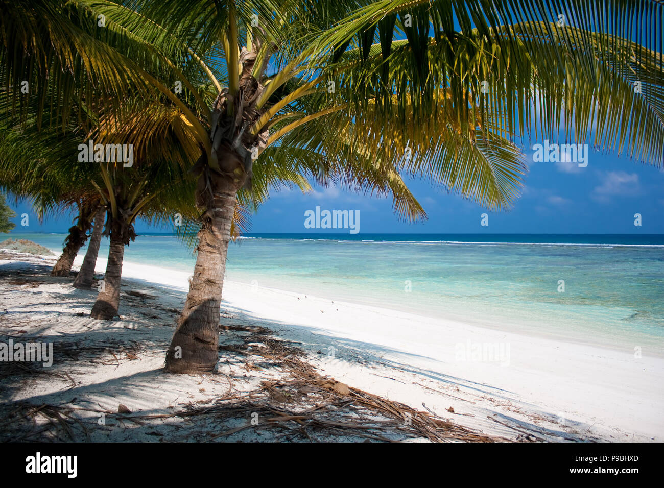 Tropical Island Paradise - Palmen über einem weißen Sandstrand mit türkisfarbenem Wasser und weißen Wolken vor blauem Himmel hängenden Stockfoto