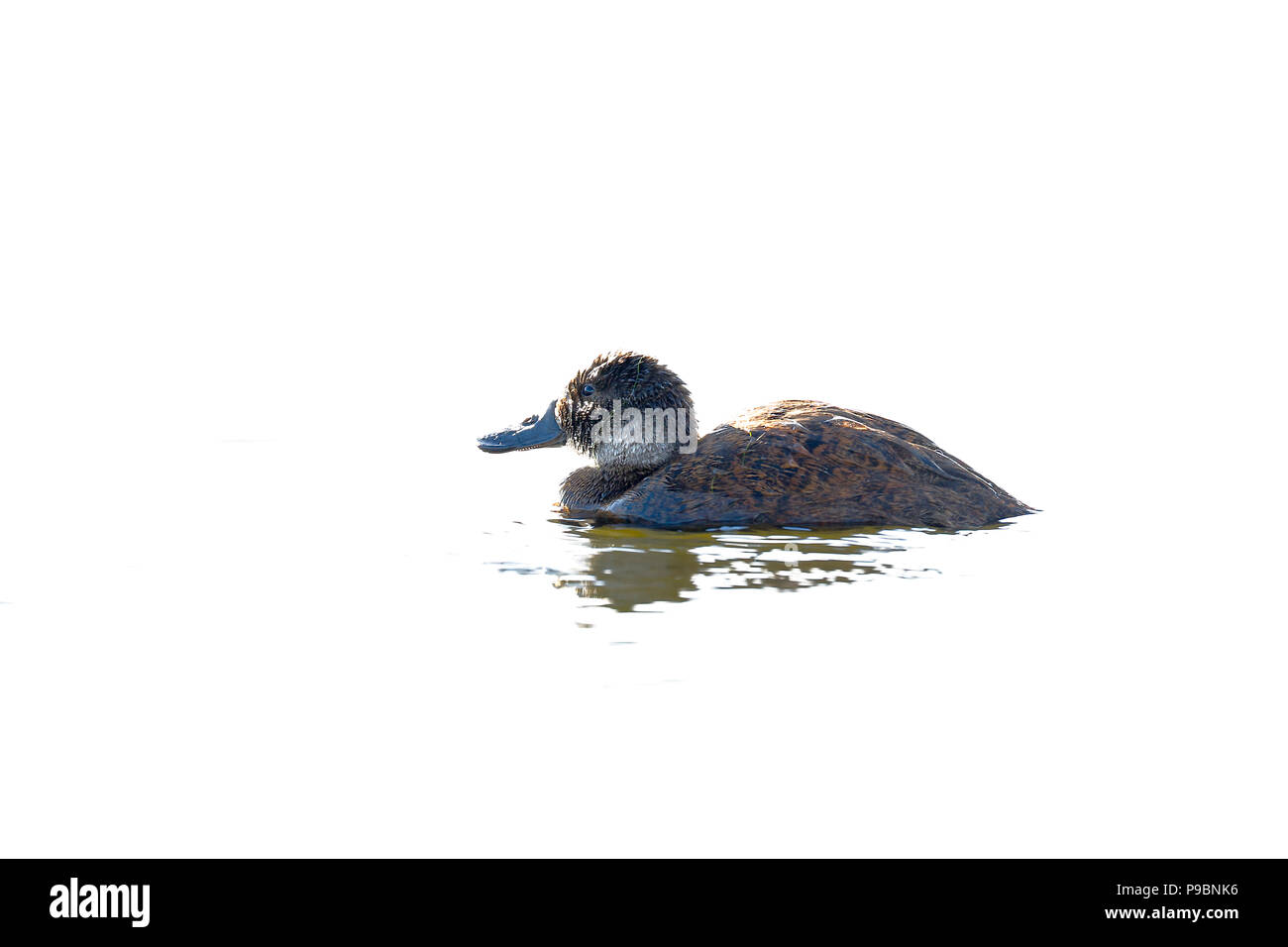 Wide-billed Frosch Ente (Oxyura ferruginea) Schwimmen einsam Stockfoto