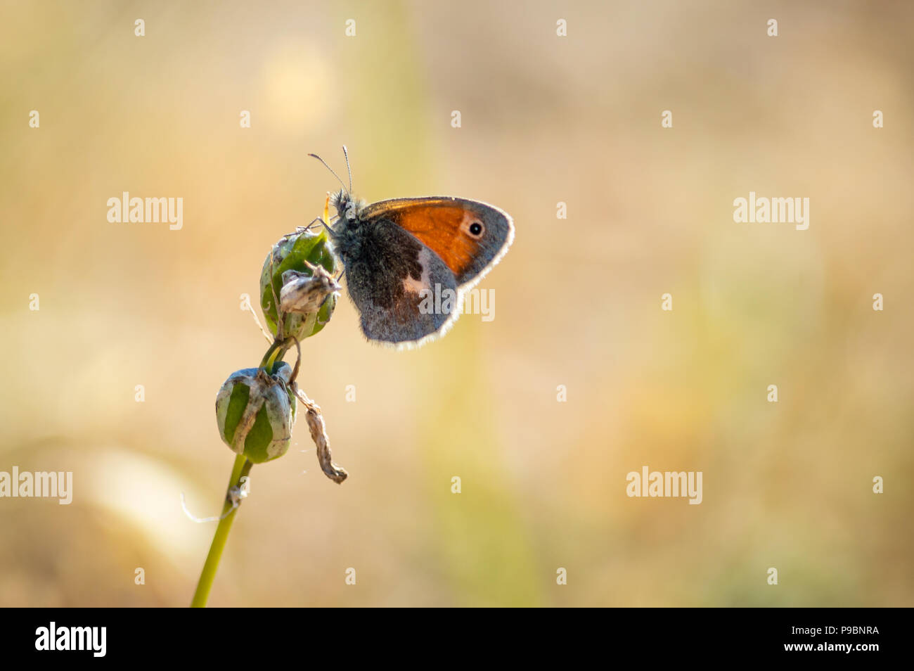 Eine kleine Heide Schmetterling thront auf einer Anlage Stockfoto