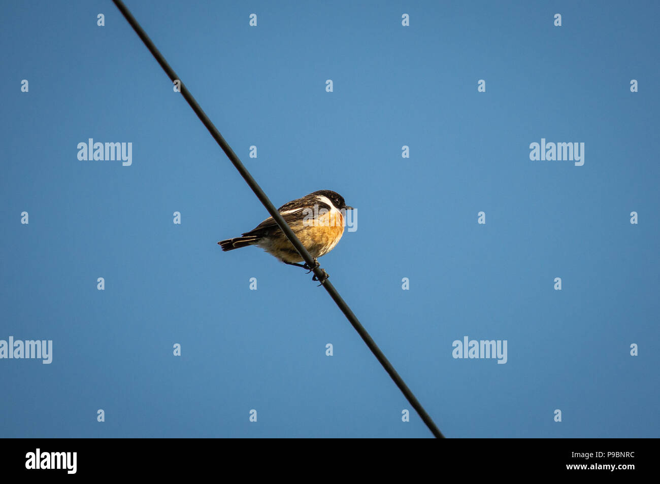 Ein schwarzkehlchen thront auf eine Freileitung Stockfoto