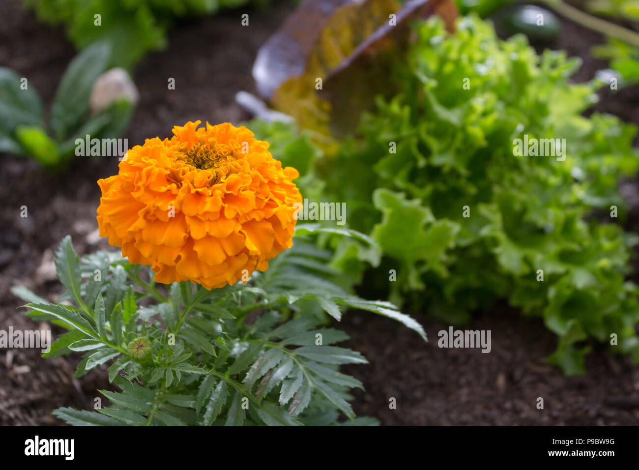 Ringelblume Begleitererrichten im Gemüsegarten Stockfoto