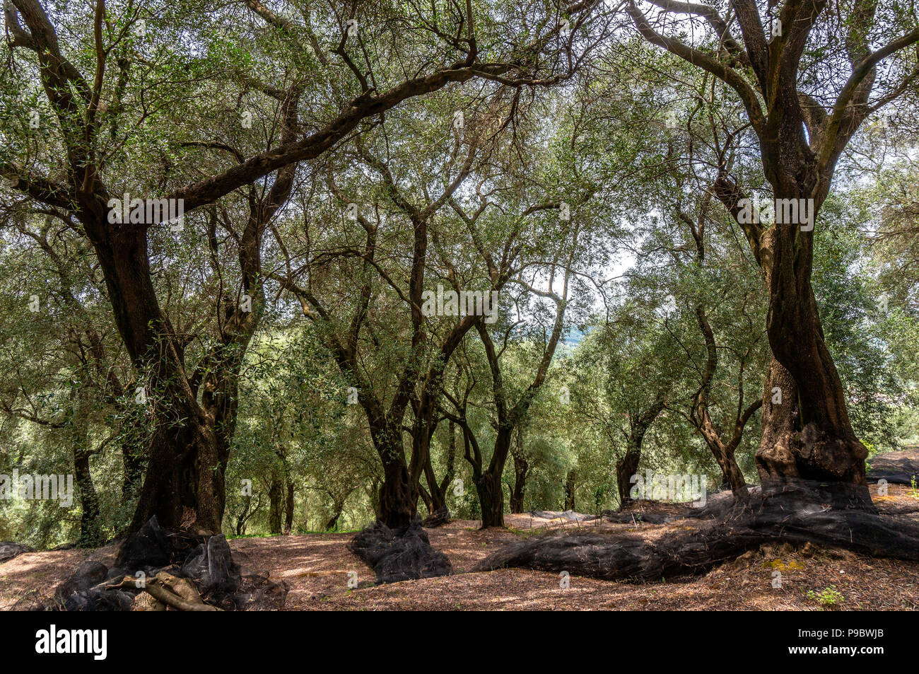 Olivenbäume mit Netzen für die Ernte auf der griechischen Insel Korfu Stockfoto