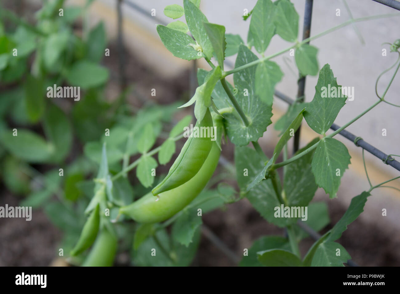 Sugar snap Erbse im Gemüsegarten Stockfoto