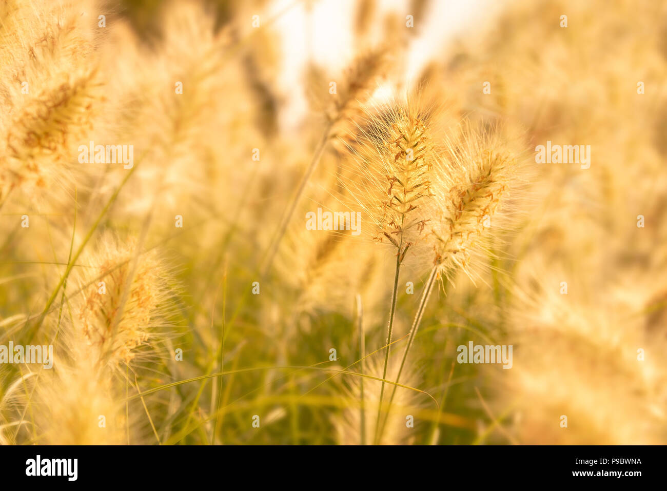 Nahaufnahme von einem goldenen Rasenfläche im Sommer Stockfoto