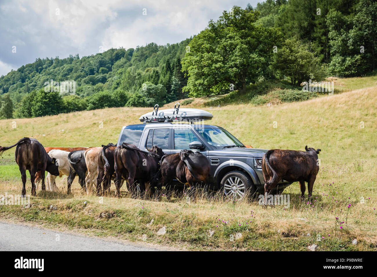 Range Rover Discovery von Vieh in einem Feld umgeben. Stockfoto