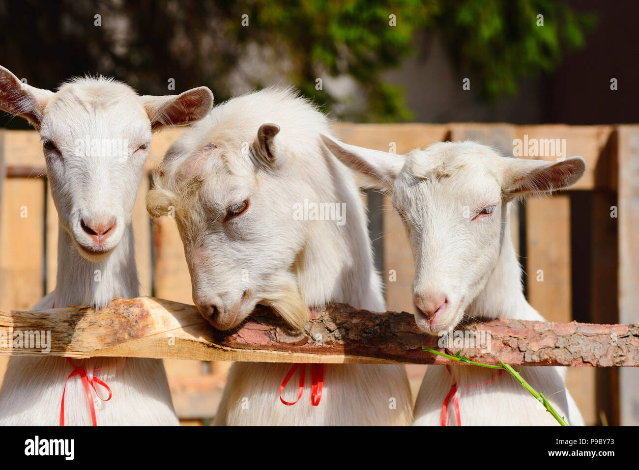 Drei weiße Ziegen in der Nähe des Zauns im Hof der Farm Stockfoto