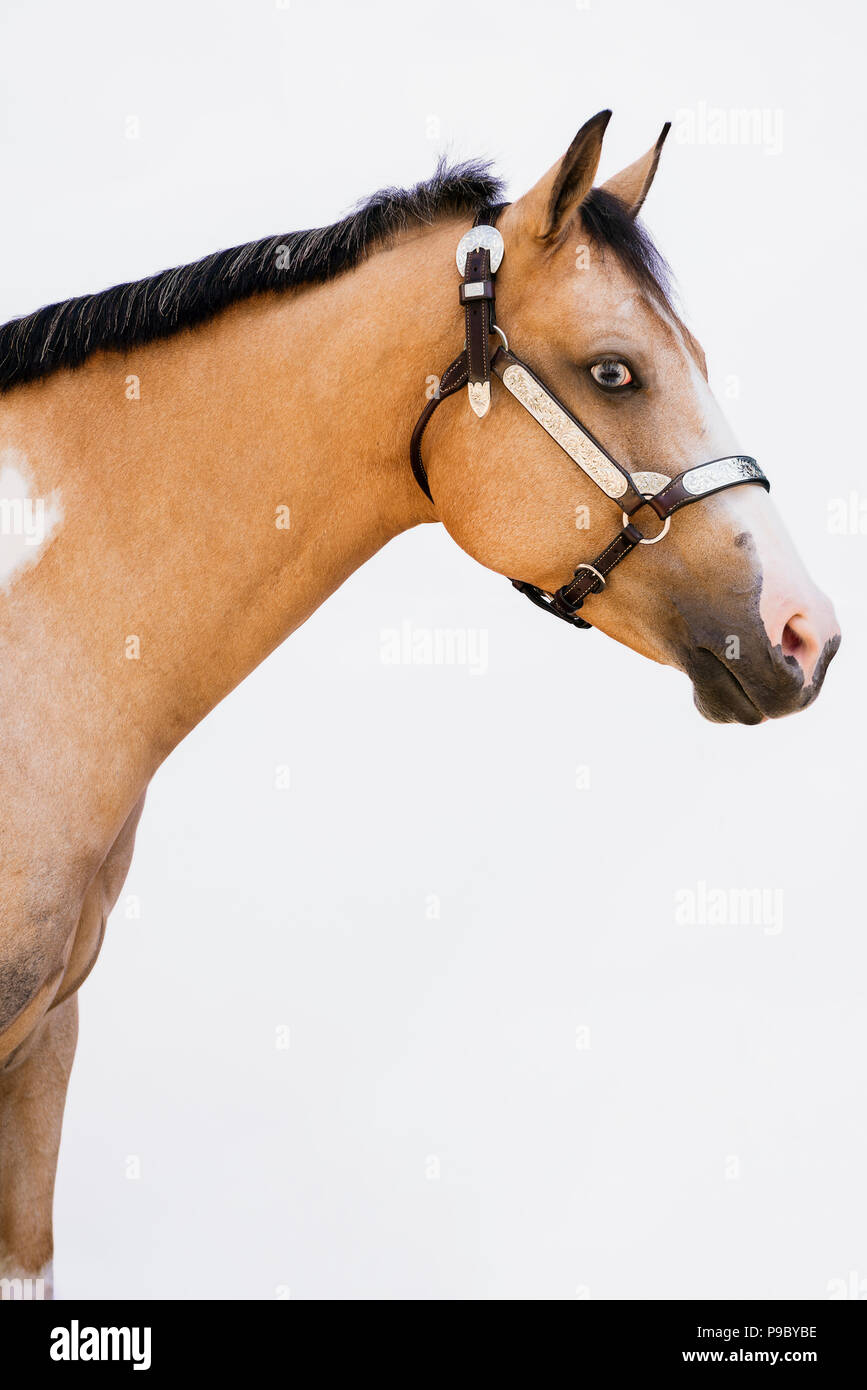 Profil der Farbe Pferd mit einem blauen Auge. Stockfoto