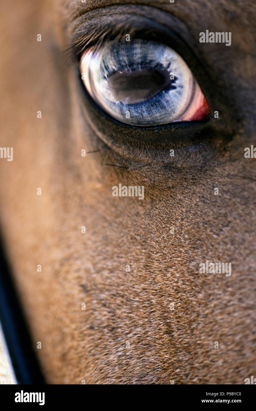 Eine Nahaufnahme eines paint horse blauen Auge. Stockfoto