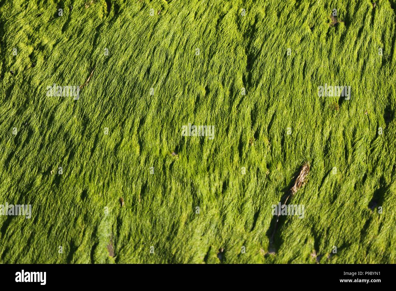 Grüne Algen, Seetang auf einem Felsen, Gowar Stockfoto
