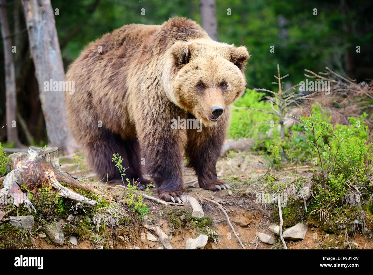 Europäische Braunbären in einem Wald Landschaft im Sommer. Großer brauner Bär im Wald. Stockfoto