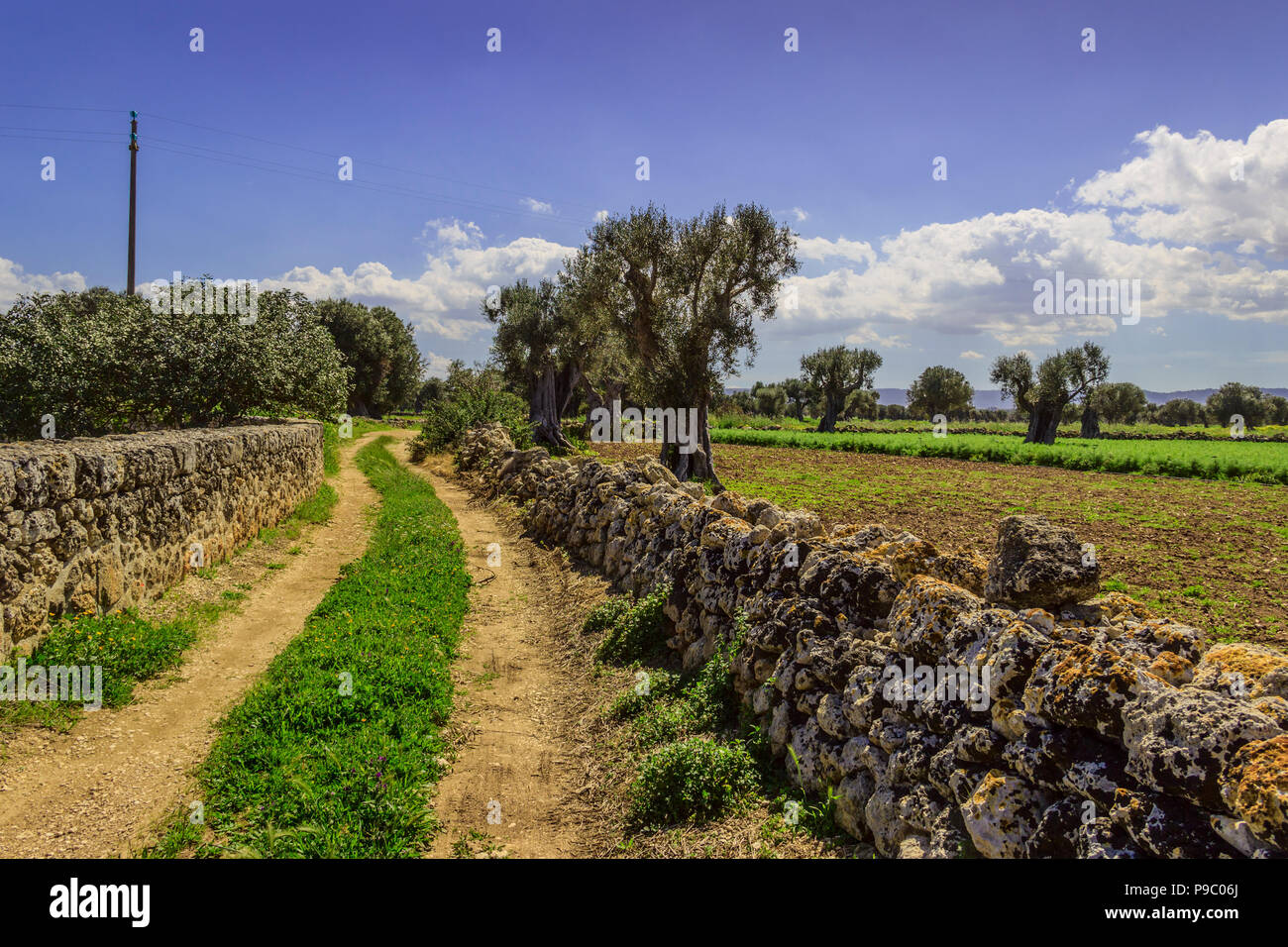 Typische Landschaft von Apulien, Italien. Landstraße mit Steinmauern durch Felder von alten Olivenbäumen. Stockfoto