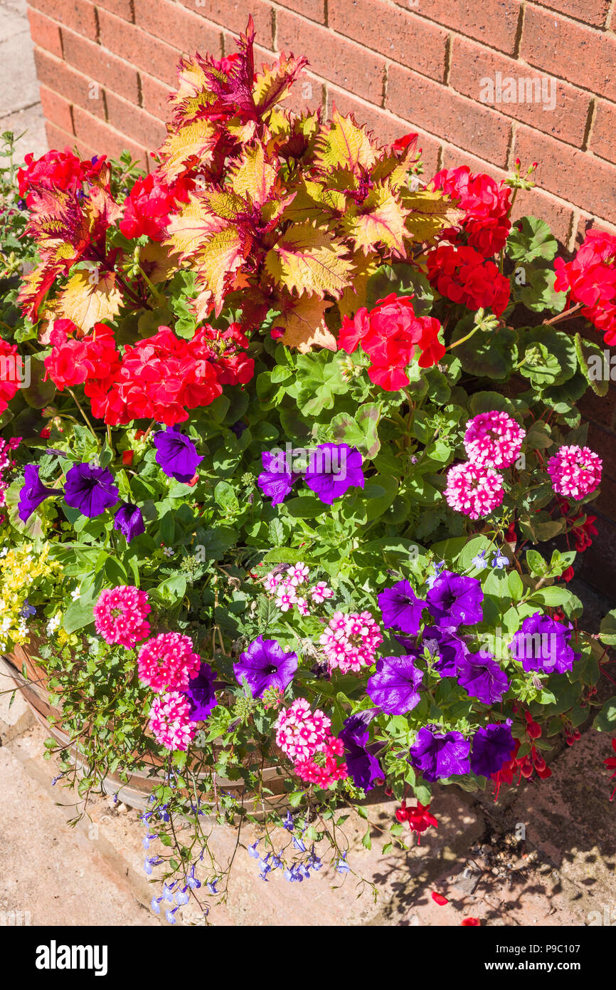 Urban Blütenpracht in Devizes Wiltgshire England Großbritannien im Juli einschließlich petunien Eisenkraut coleus und Pelargonien Stockfoto