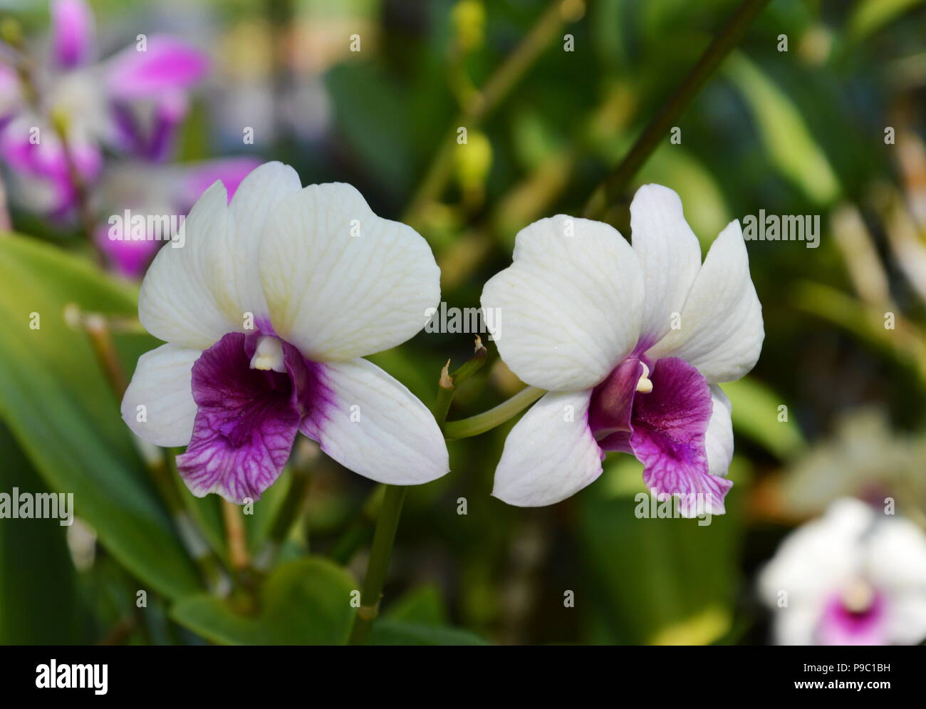 Orchidee auf Niederlassung im Garten Stockfoto