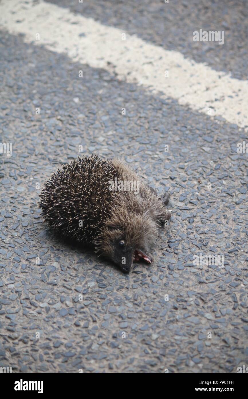 Toten Igel auf der Straße mit nur kleinen Menge Blut im Mund und weiße Linie auf der Straße angezeigt Stockfoto