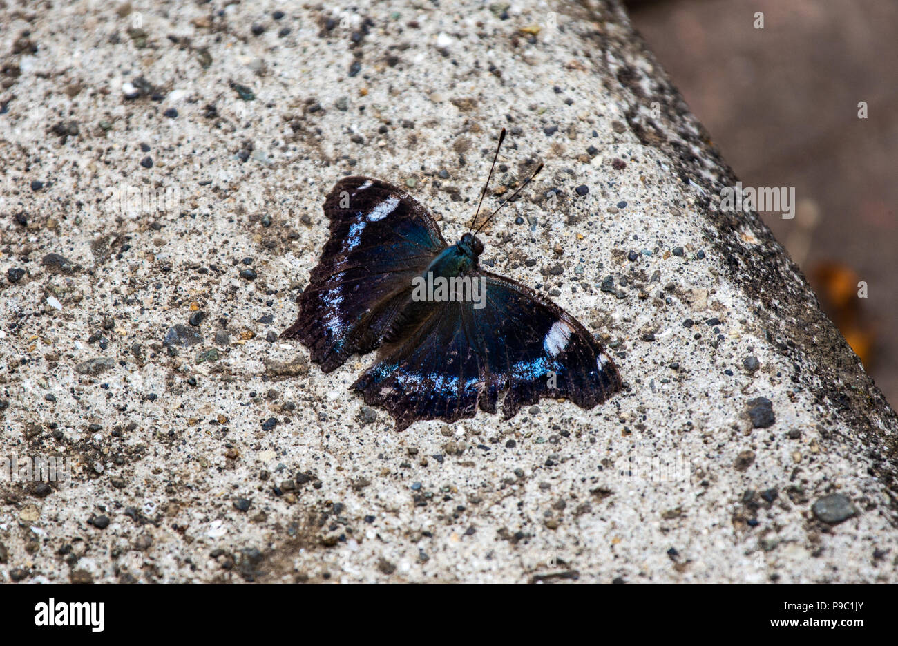 Schmetterling Kaniska Canace Stockfotos Und Bilder Kaufen Alamy
