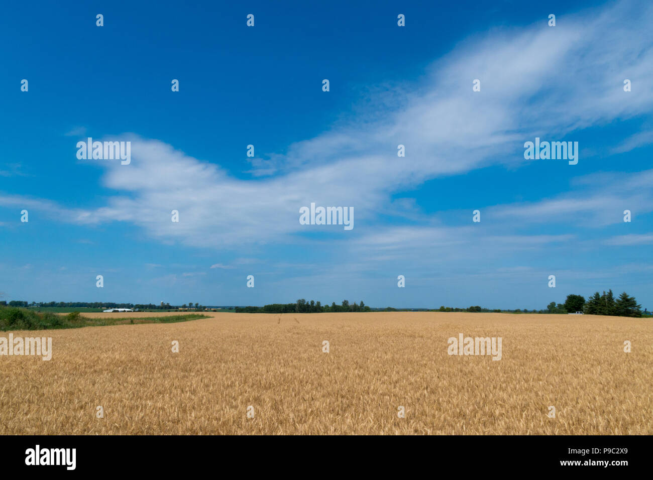 Landschaft von Reifen golden Cornfield mit blauem Himmel und Leerzeichen für Text Stockfoto