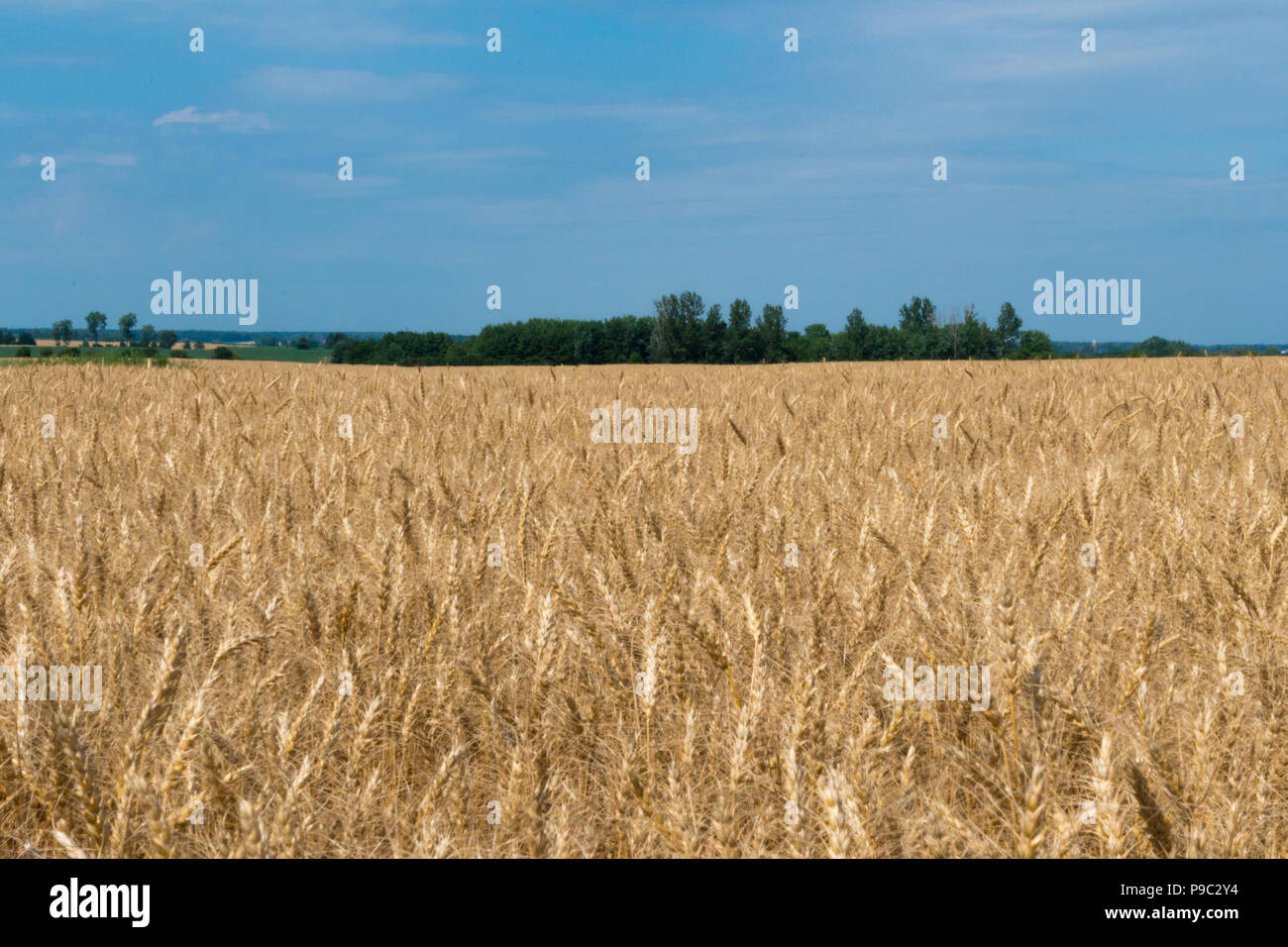 Landschaft von Reifen golden Cornfield mit blauem Himmel und Leerzeichen für Text Stockfoto