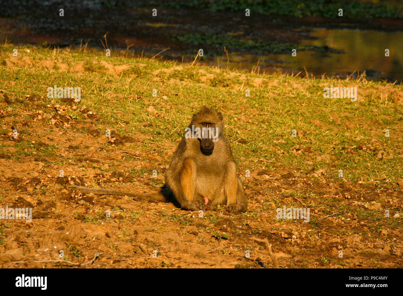 Chacma Pavian, Papio Ursinus. Mana Pools National Park. Zimbabwe Stockfoto