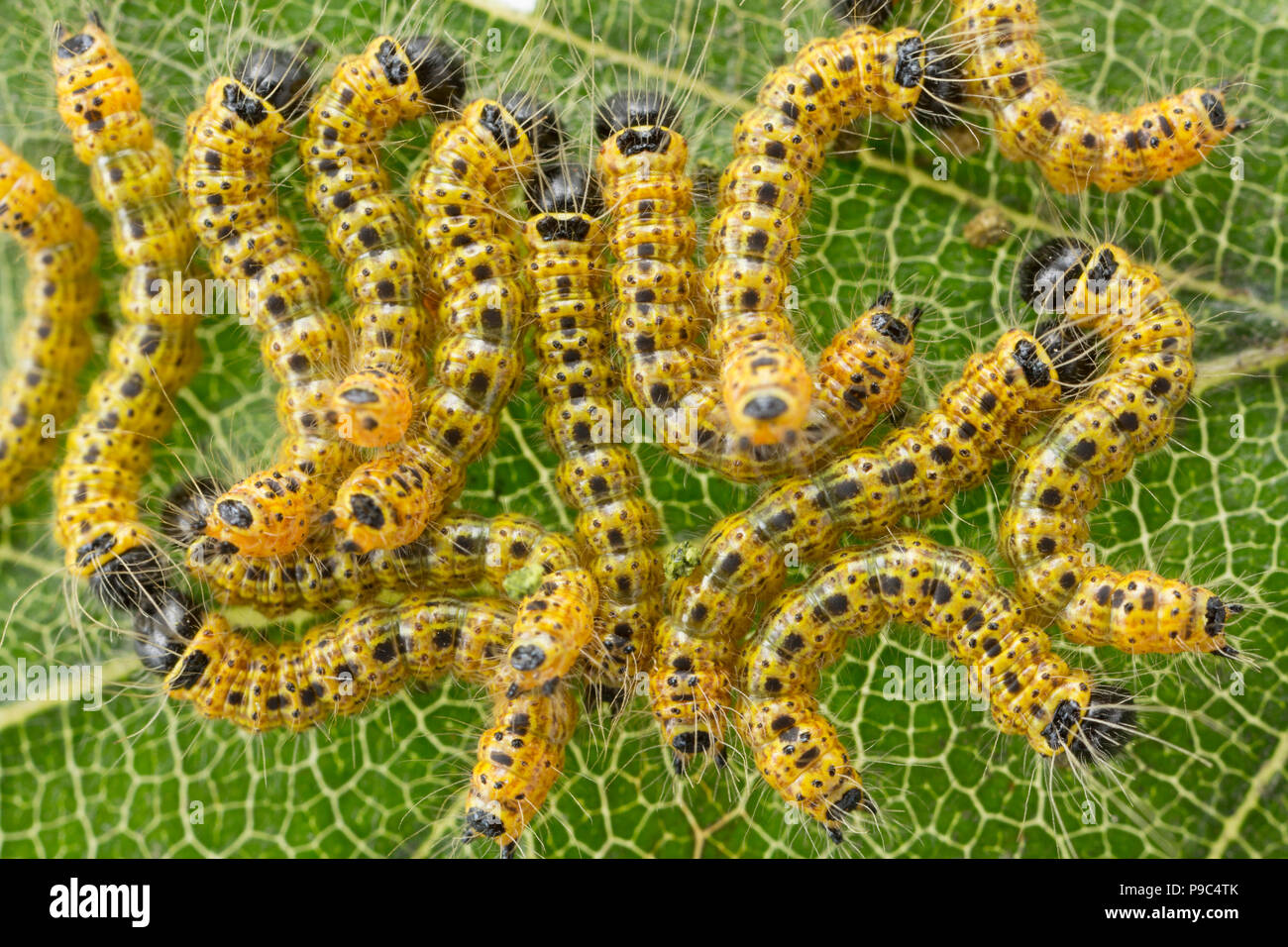 Junge Buff-tipp Nachtfalter Raupen, Phalera bucephala, ca. 7 mm lang gefunden Fütterung auf Buche Blätter. Die Raupen können defoliate Bäumen, wenn Pres Stockfoto