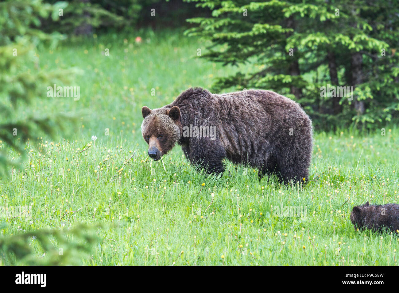 Grizzly Bär Mutter und Cub (Ursus arctos Horribilis) Mutter und Cub, nass vom feuchten Gras, Fütterung in einem Berg Wiese. Kananaskis, Alberta, Canad Stockfoto