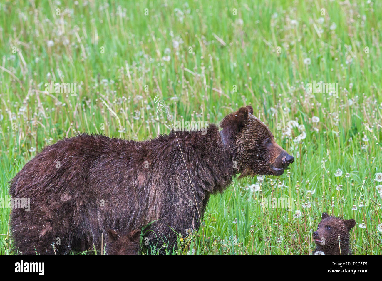 Grizzly Bär Mutter und Cub (Ursus arctos Horribilis) Mutter und cub Fütterung in einem Berg Wiese. Kananaskis, Alberta, Kanada Stockfoto