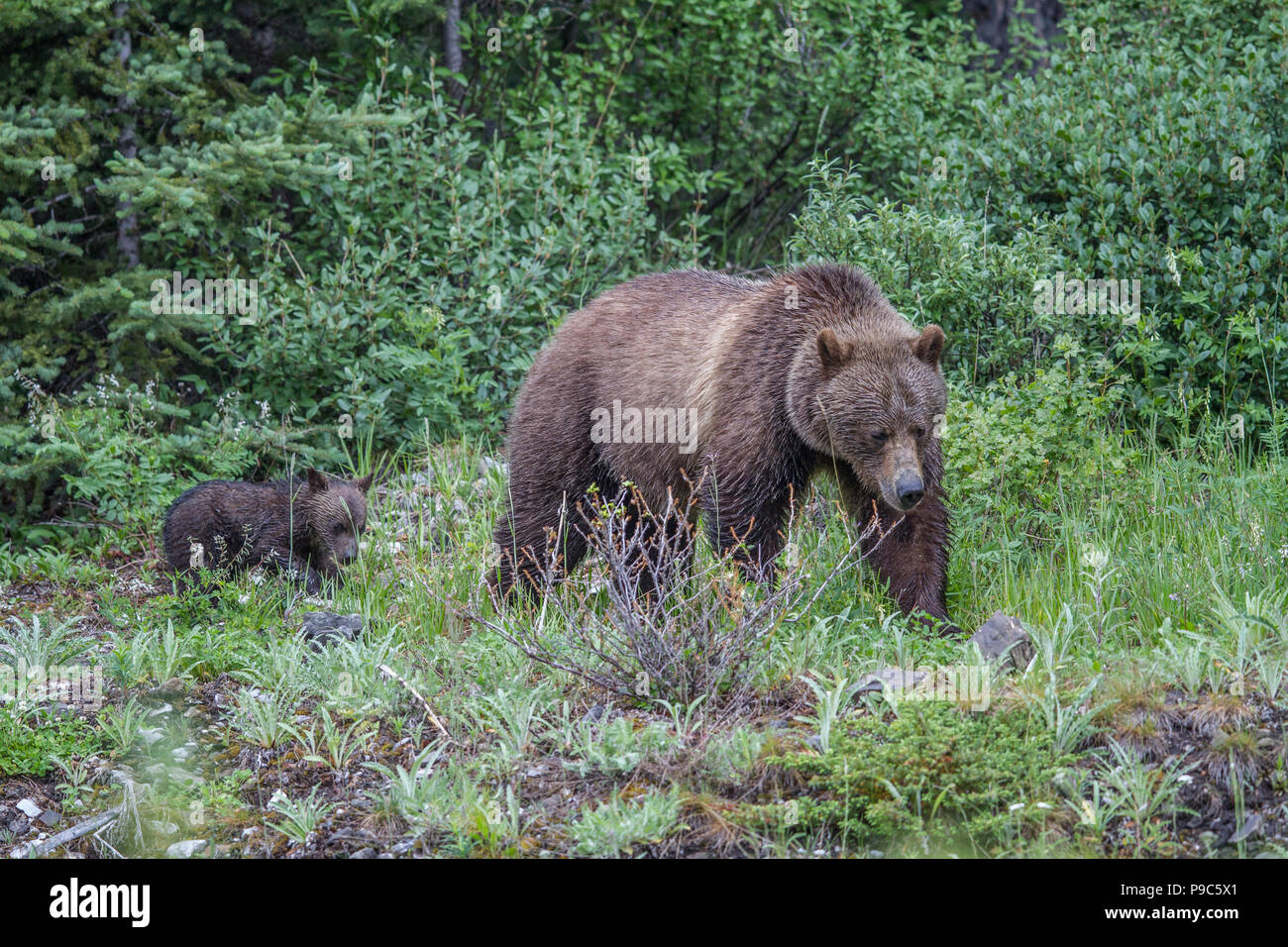 Grizzly Bär Mutter und Cub (Ursus arctos Horribilis) Mutter und cub Fütterung in einem Berg Wiese. Kananaskis, Alberta, Kanada Stockfoto