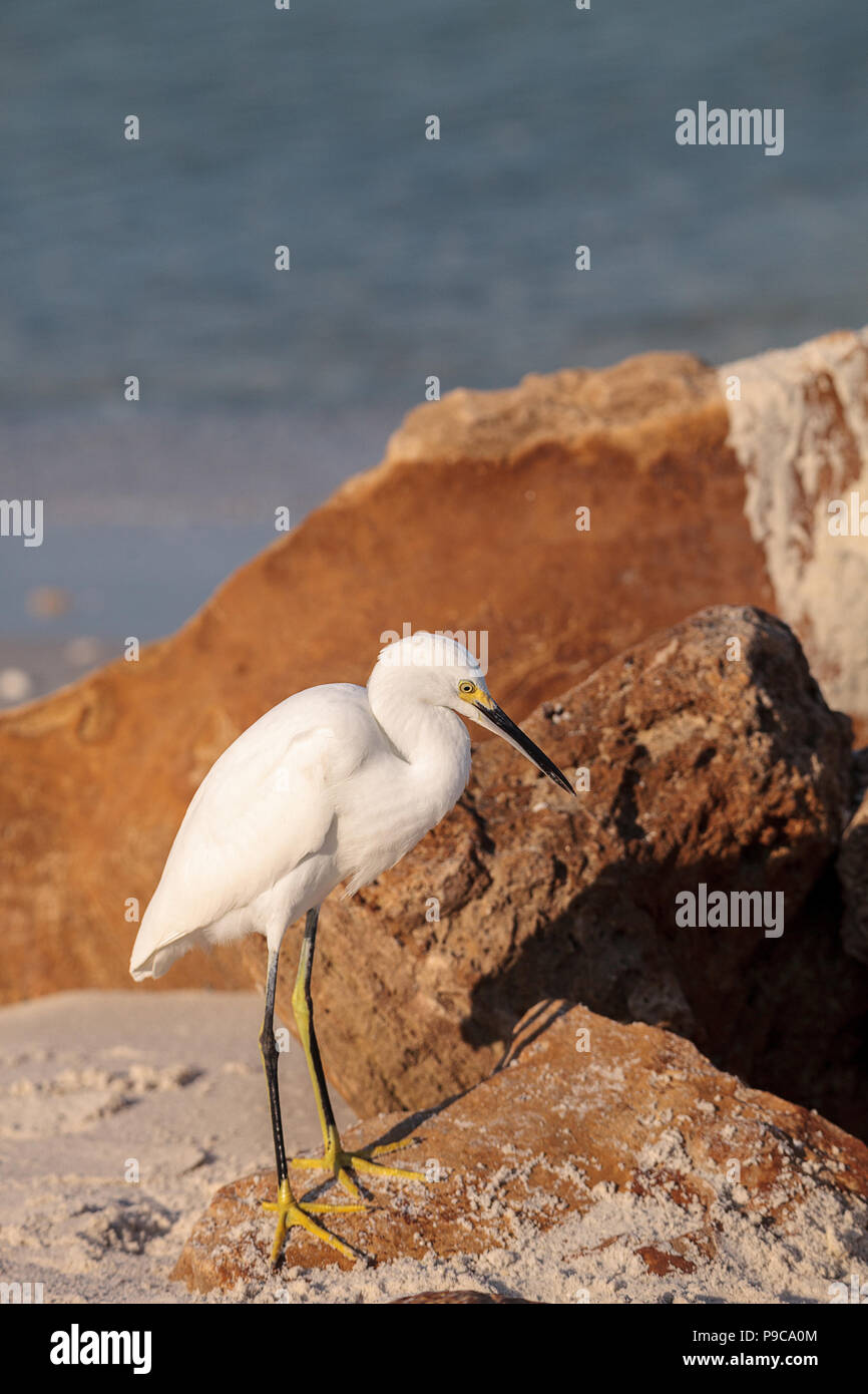 Snowy Egret Egretta thula Vogel jagt für Fische im Meer an Delnor-Wiggins Pass State Park in Naples, Florida Stockfoto