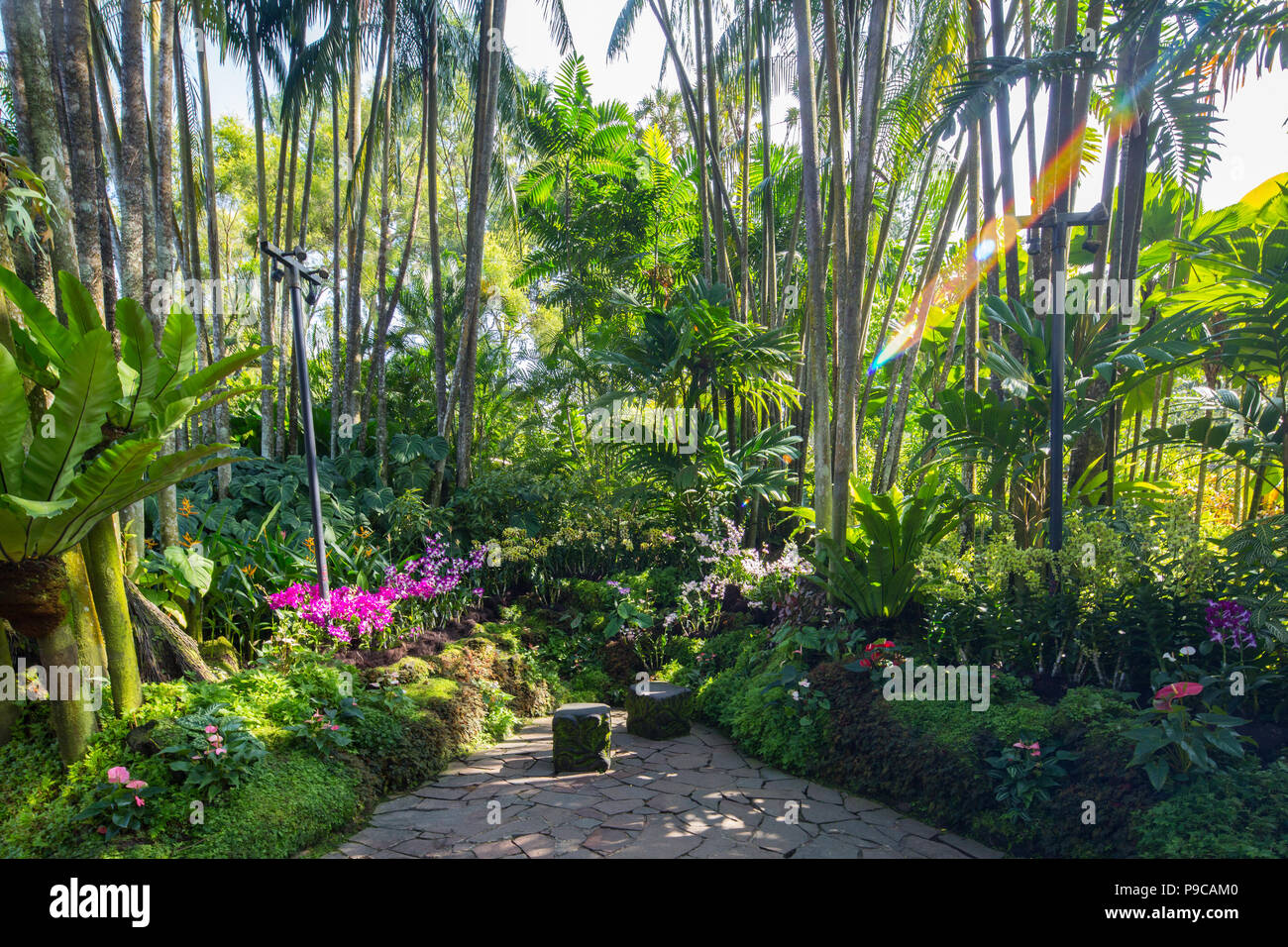 Blick auf den National Orchid Garden im Botanischen Garten von Singapur. Singapur Stockfoto