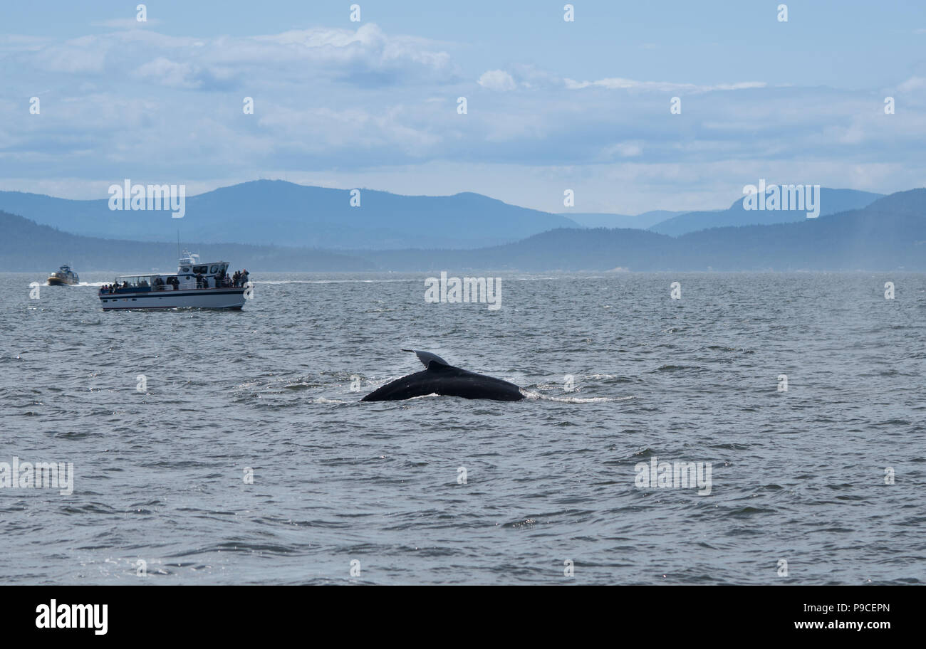 Walbeobachtung in der Nähe von kanadischen Gewässern. In der Nähe mit dem Boot mit Passagieren beobachten den Schwanz des Wals aus dem Wasser kommen. Stockfoto