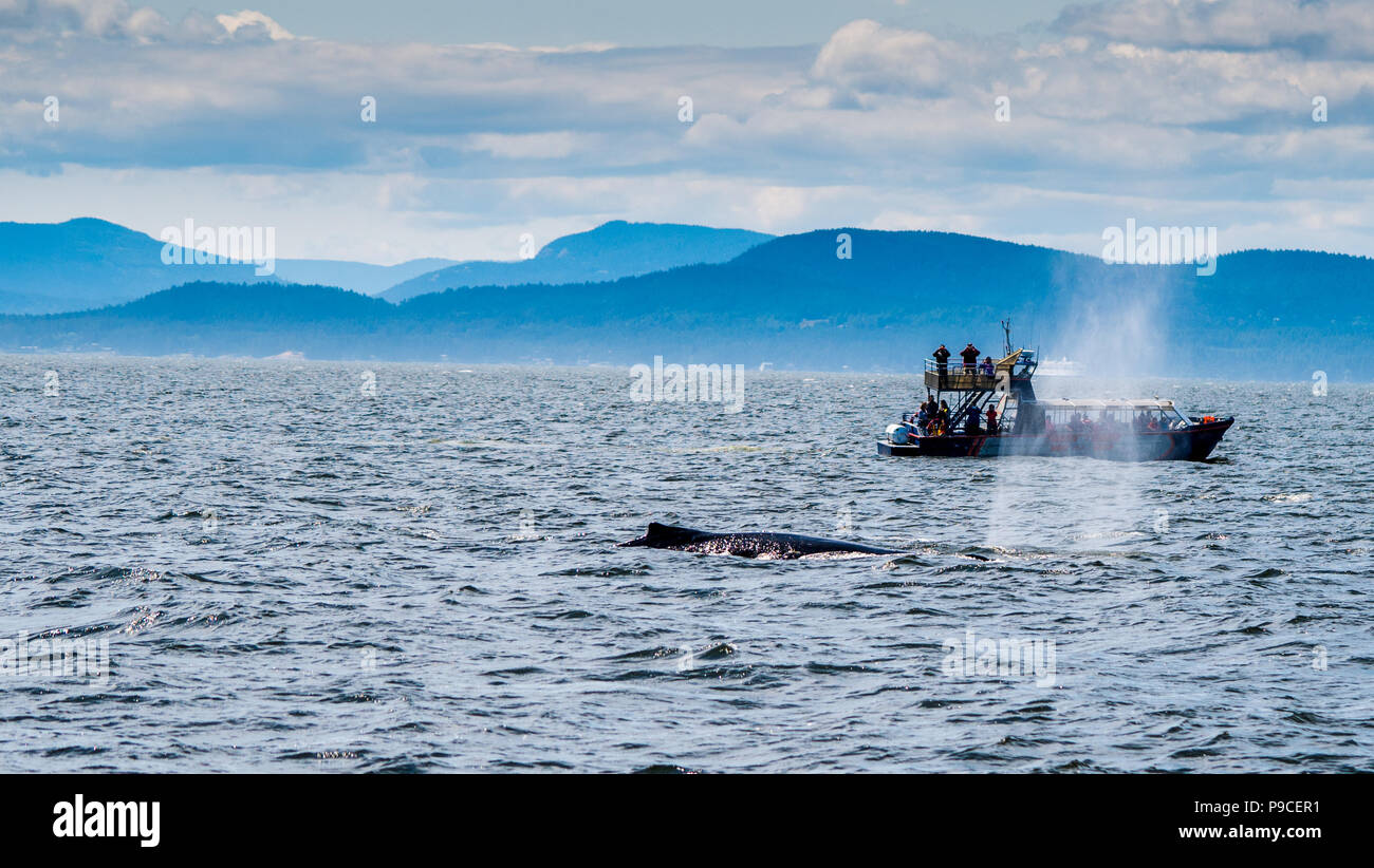 Walbeobachtung in der Nähe von kanadischen Gewässern. In der Nähe mit dem Boot mit Passagieren beobachten den Schwanz des Wals aus dem Wasser kommen. Stockfoto