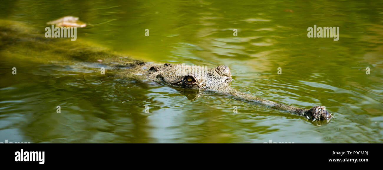 Gharial Krokodil im Wasser in Rajkot, Indien Stockfoto