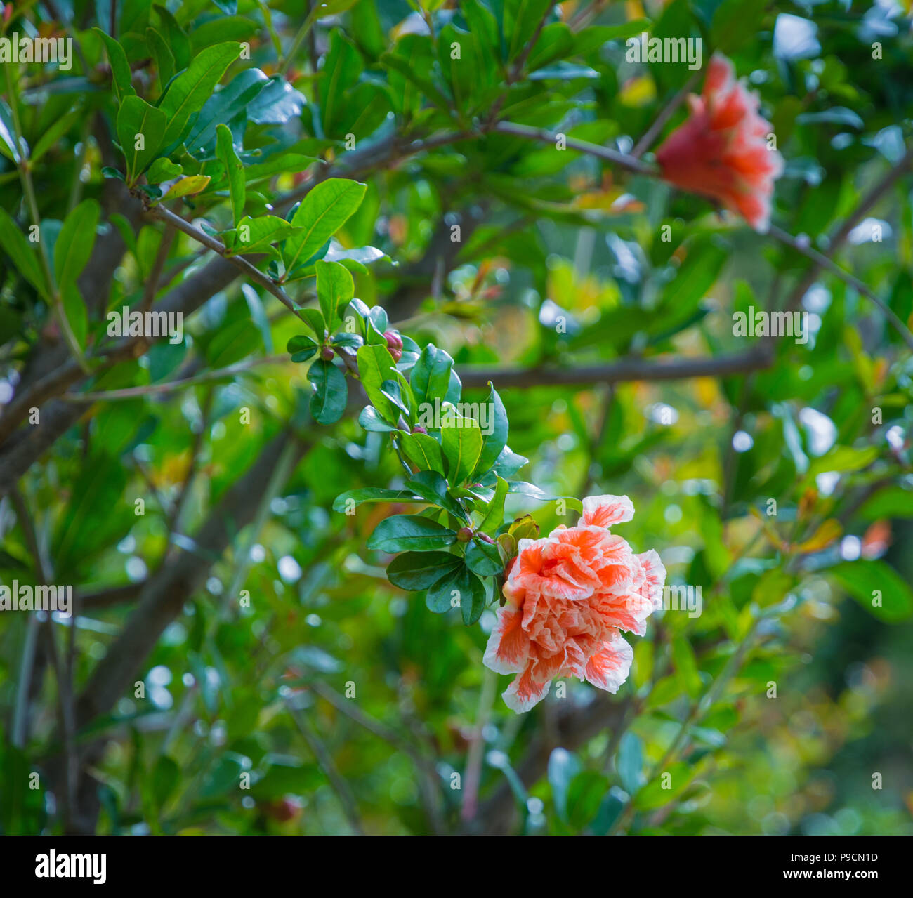 Blumen von dem Granatapfelbaum (Punica Granatum). Unscharfer Hintergrund Stockfoto