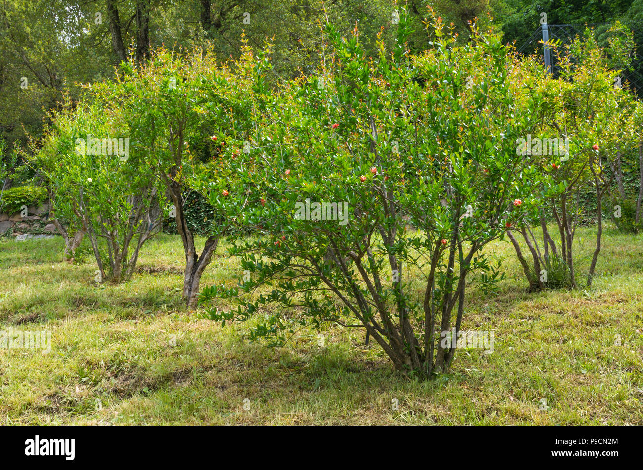 Granatapfelbaum (Punica Granatum) mit Blumen im Frühling Stockfoto