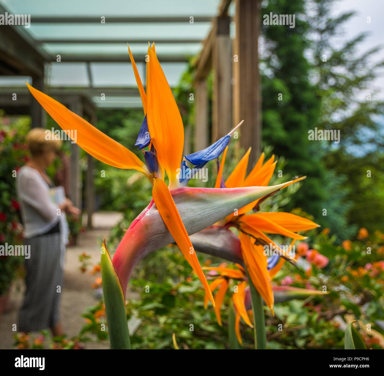 Bird of paradise flower (Strelitzia reginae) im Garten von Schloss Trauttmansdorff, Meran (Meran), Südtirol, Italien. Unscharfer Hintergrund Stockfoto