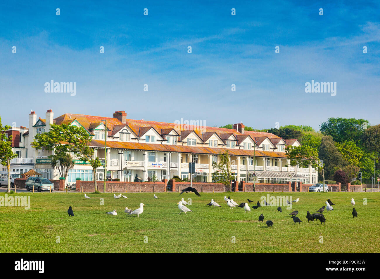 20. Mai 2018: Paignton, Devon, UK - eine terrassenförmig angelegte Reihe von kleinen Hotels am Meer, mit Scharen von Vögeln auf das Gras im Vordergrund. Stockfoto